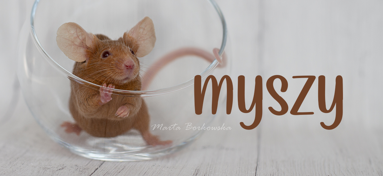 myszy