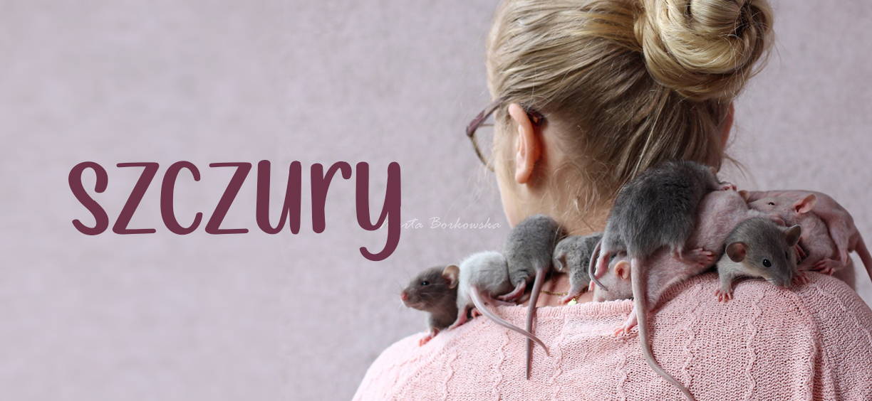 szczury